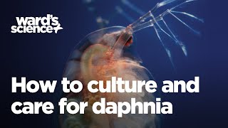 Caring and Culturing for Daphnia [upl. by Auqeenahs]