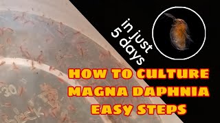 How to Culture Magna Daphnia Easily [upl. by Ilrahs]