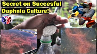 How to Culture Daphnia Successfully [upl. by Naujat519]