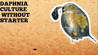 HOW TO CULTURE DAPHNIA NATURALLY WITHOUT A STARTER [upl. by Jeane44]