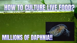 How to Culture Daphnia Secret Method to Breed MILLIONS  Simply Aquatic [upl. by Ajssatsan]