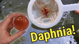 How I Culture Daphnia In Outdoor Tubs [upl. by Cloe]