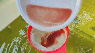 How to culture daphnia  Daphnia culture  How to grow daphnia outdoor [upl. by Ardnuat]