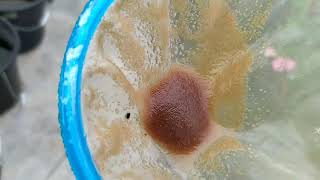 How to culture daphnia moina in a small container Part 1 English Subtitle [upl. by Hetty]