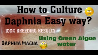 Daphnia MagnaHow to Culture Daphnia Easy wayCulturing Daphnia using Green water Daphnia [upl. by Annaitat311]