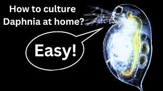 BEST Live Fish Food Beginner guide How to Culture Daphnia at home [upl. by Nudd794]