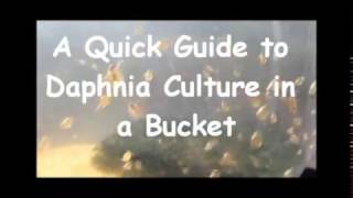 How to culture daphnia outside [upl. by Shaper]