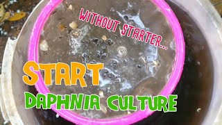 How to culture daphnia moina the easy way 1  Starting the Daphnia culture [upl. by Levison]