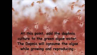 Daphnia  How to grow daphnia in your home [upl. by Mount]