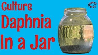 How to Culture Daphnia in a Jar [upl. by Vary]