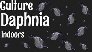 How to Culture Daphnia [upl. by Hubsher472]