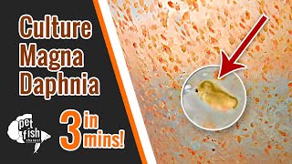 How to culture DAPHNIA MAGNA  The easy way [upl. by Acnairb]