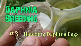 Daphnia Culture made simple and easy 3  Hatching Daphnia eggs [upl. by Anemaj406]