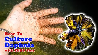 How to Culture Daphnia with ZERO Cost  Unlimited Live Food For Our Fish [upl. by Saxena]