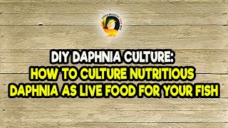 DIY Daphnia Culture How to Culture Nutritious Daphnia as Live Food for Your Fish [upl. by Eirrek154]