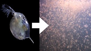 How I Culture Daphnia [upl. by Nelyag]