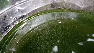 DAPHNIA MOINA CULTURE IN A SMALL BUCKET [upl. by Ellehsem387]