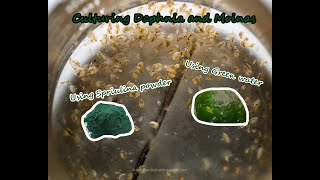 How To Culture Daphnia and Moinas using Green Water Spirulina powder [upl. by Ahsieat]