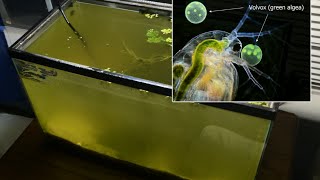 Raising Daphnia for the Freshwater Aquarium [upl. by Aifas]