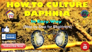 HOW TO CULTURE DAPHNIA In Easy Way [upl. by Avrit]